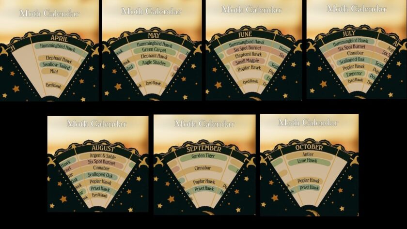 Photomontage of the different months in the month calendar. Part of the Botany Manor Guide at LadiesGamers dot com.